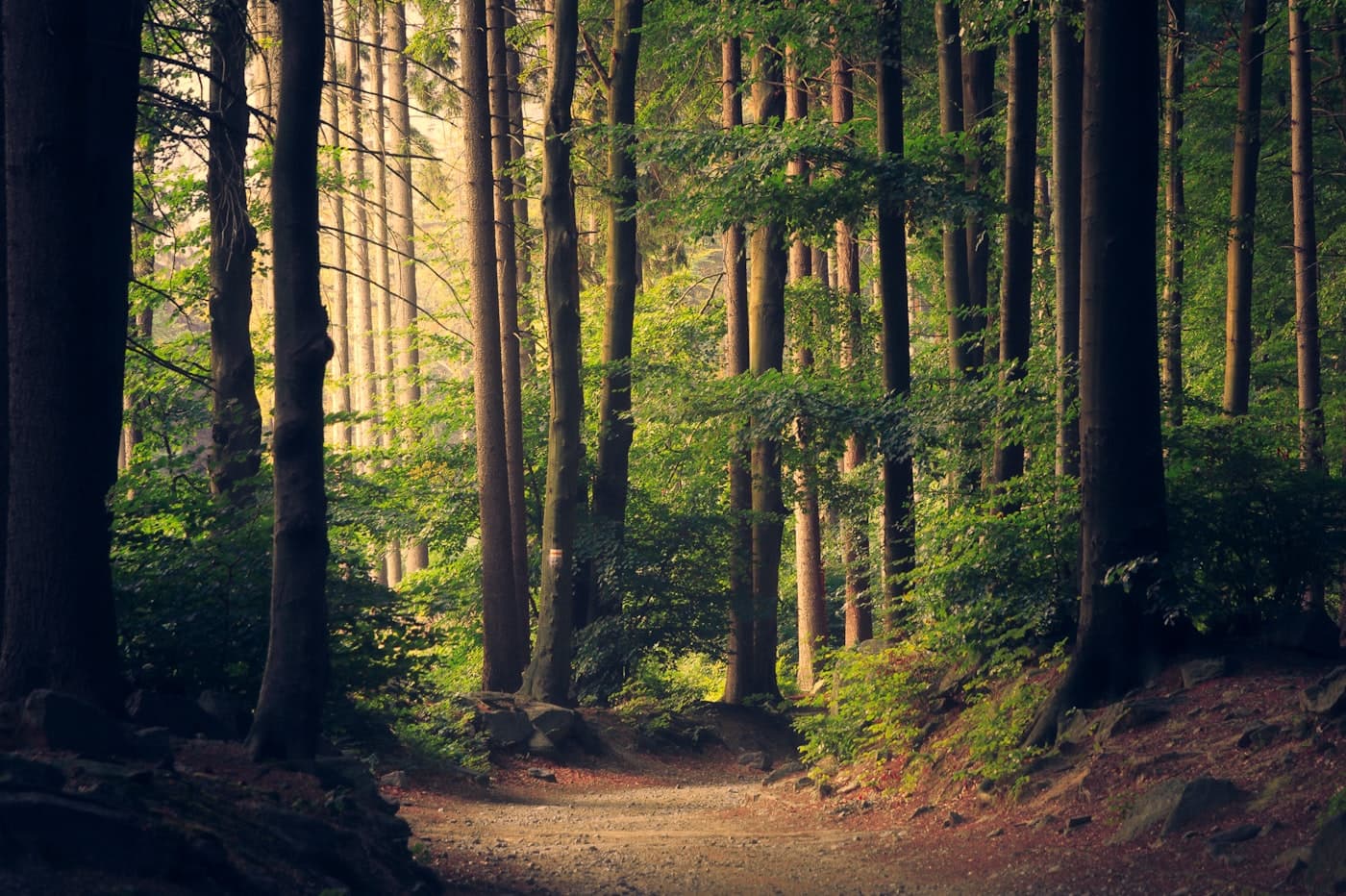 Forest canopy for Eco for Earth — rooms and wasted energy